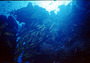 australia - great barrier reef - fish 2.jpg